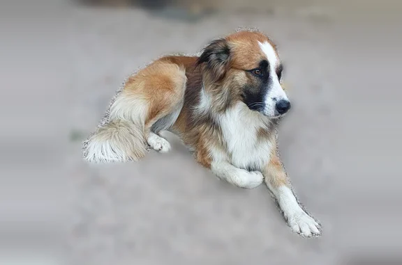 On était au bord de l allier et ce chien est venu jouer dans l eau pendant un long moment puis lorsque l on a voulu partir il c est mis à nous suivre et n avait pas l air de savoir où il devait rentrer ... Il est chez nous à saint eble