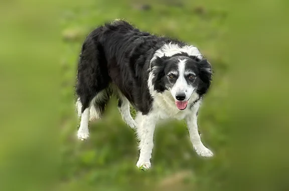 Lost dog, Twin Oak Drive, Murfreesboro - black & white Border Collie - photo