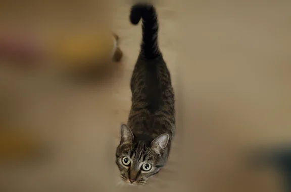 Chat perdu femelle, Avenue Thiers, 161, Bordeaux — tigré sans blanc, yeux verts - photo