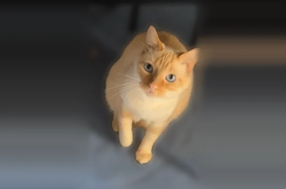 Chat perdu mâle, La Récussonnière, La Bazouge-du-Désert, Landéan - roux, craintif - photo