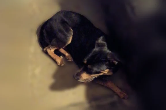 Found dog Sallisaw, photo: Found dog, South Witte Street, 804, Sallisaw - black and tan, shaking badly