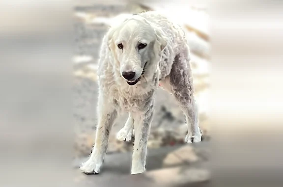 Missing dog Irving, photo: Lost dog, South Nursery Road, 1140, Irving - female Great Pyrenees mix