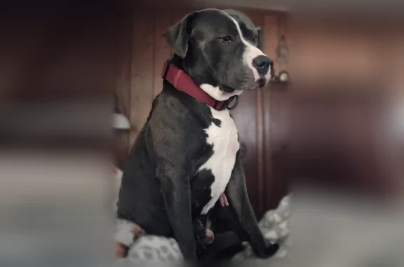 Missing dog Male, Anderson (usl541802) - photo