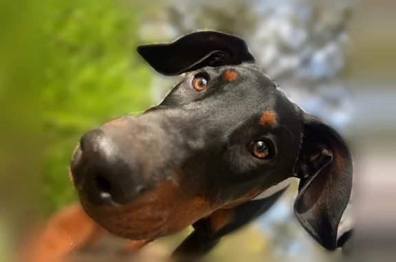 Lost pets Sacramento, photo: Lost dog, Eleanor Avenue, 231, Sacramento - male Doberman with red spiked collar