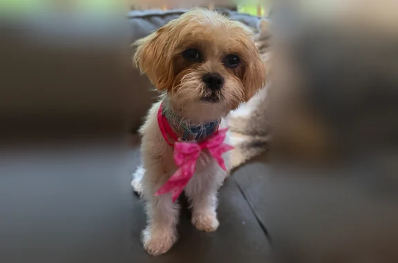 Lost pets Moonachie, photo: Lost dog, East Joseph Street, 87, Moonachie - female, small light brown and white mix breed