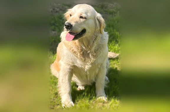 Chien perdu, Route de la Croix du Pezat, 8, Tulle - femelle, couleur sable - photo