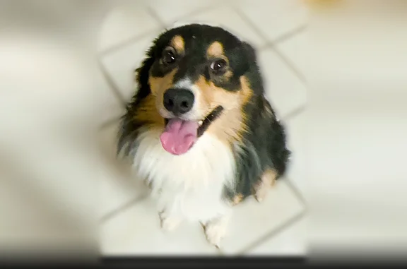 Lost pets Richland Hills, photo: Lost dog, Beverly Court, 22, Bedford, Richland Hills - male tricolor Australian Shepherd