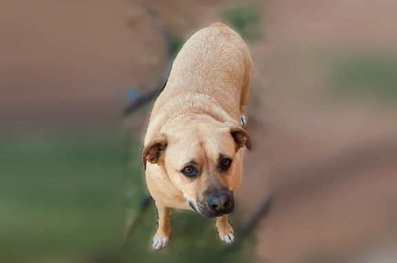 Lost dog, Ridgedale Avenue, 4361, Odessa - male, born without a tail - photo
