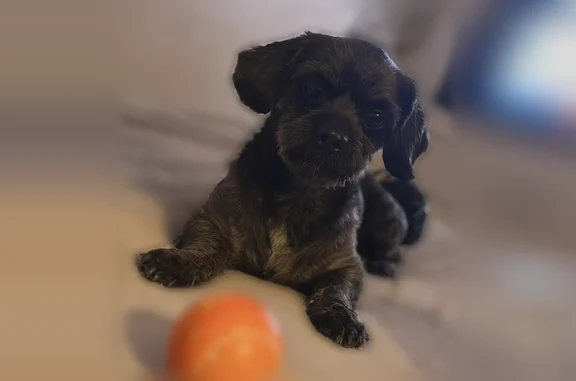 Lost dog, El Paso, Texas, Burbank - small black dog without a collar - photo