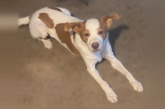Lost dog, Comstock Street, 709, Norfolk - female, no collar - photo