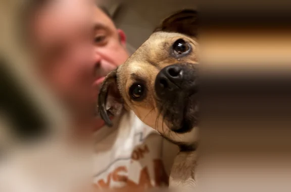 Missing dog Eden, photo: Lost dog, female, Eden, Texas — fawn pug mix, black muzzle, 3 legs
