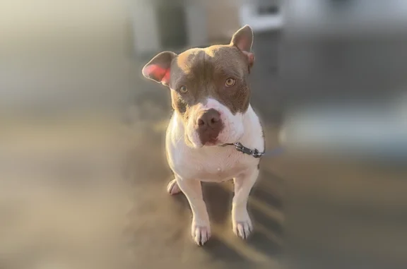 Lost dog, Tesuque Drive, 6228, El Paso - male, short brown and white pitbull - photo