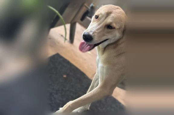 Lost dog, Klondike Drive, 2515, Dallas - photo