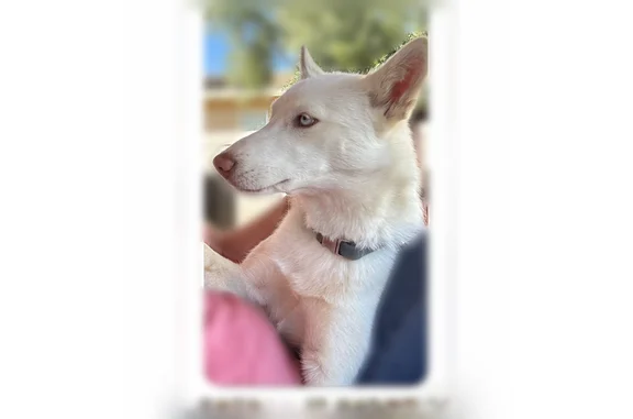 Lost dog, McVay Lane, 15823, Adelanto - female with blue eyes and a blue collar - photo