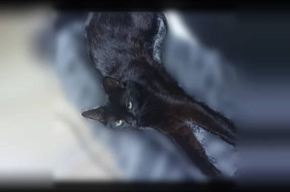 Chat perdu, Trémentines, photo: Chat perdu mâle, Rue du Maine, Trémentines - pucé, non castré
