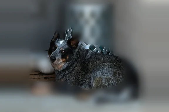 Found pets Springdale, photo: Found dog, Hamlet Street, 4380, Springdale - heeler, no collar