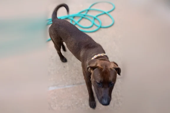 Found pets Evansville, photo: Found dog, Delk Drive, 6090, Evansville - brown Pitbull mix