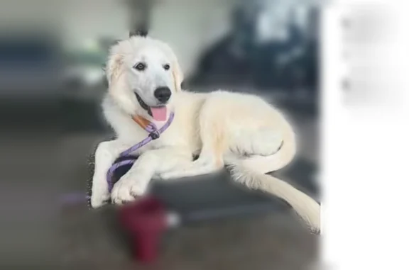 Lost dog, Stoney Creek Drive, 1350, Cedar Hill - female - photo