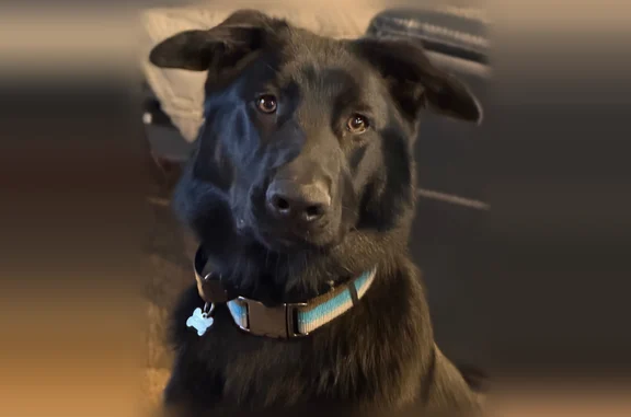Missing dog North Platte, photo: Lost dog, South Bare Avenue, 102, North Platte — 7 month old male German shepherd