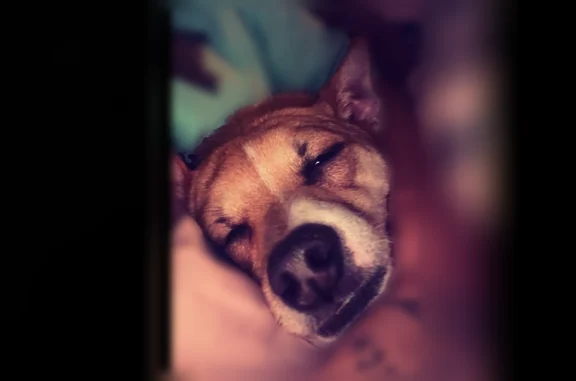 Lost dog, Smiths Station, Alabama - male, small tan and white dog with a black collar - photo