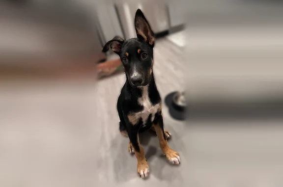 Lost dog, Ethel Avenue, 6553, Los Angeles - female black German Shepherd mix puppy with a droopy ear - photo