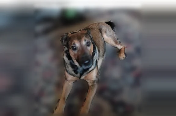 Missing dog Portland, photo: Lost dog, Southwest 26th Avenue, 6717, Portland - friendly