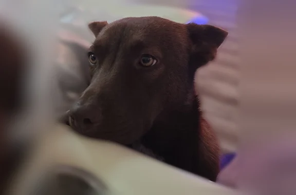 Lost pets Arlington, photo: Lost dog, Willow Tank Drive, 14221, Arlington - female, medium-sized brown Labrador retriever mix with green eyes