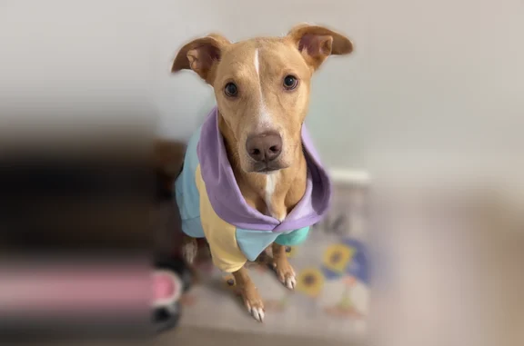 Lost dog, North Boston Place, 1608, Wichita - female, tan and white, red shock collar - photo