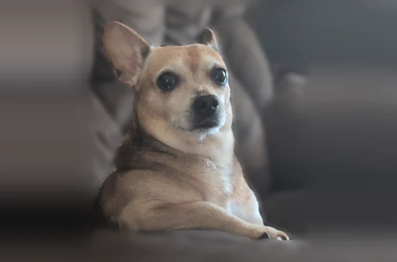 Lost dog, French Drive, 498, Dover - male Chihuahua, 11 years old - photo