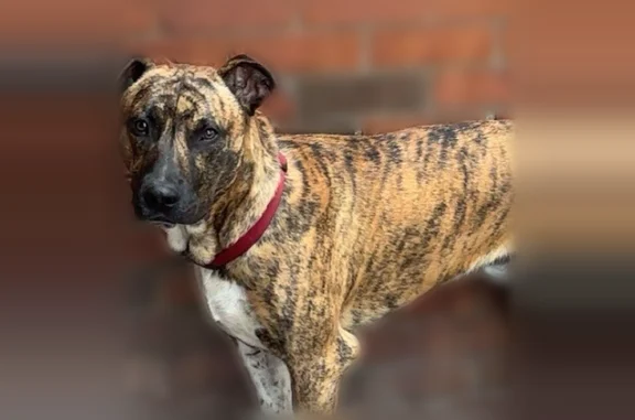 Lost dog, Kerr Station Road, 1790, Cabot - male, red collar - photo