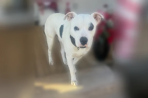 Lost dog, Lower Harmony Road Northeast, Eatonton - white with brown spots - photo