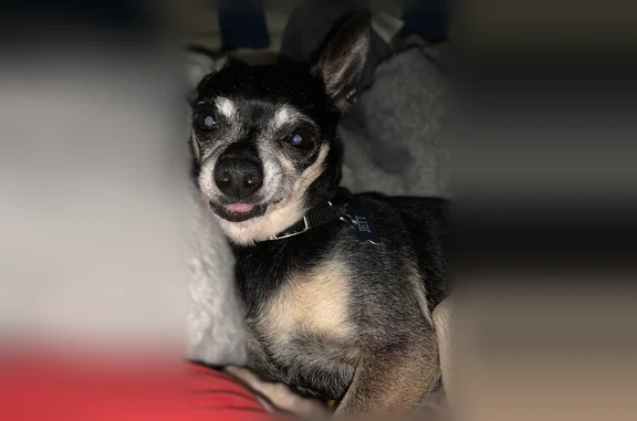 Lost dog, Stanton Avenue, 857, Pittsburgh - male, black and tan Chihuahua - photo