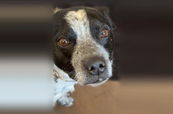 Lost dog, Road 24, 308, Polk, Murfreesboro - male, black and white - photo