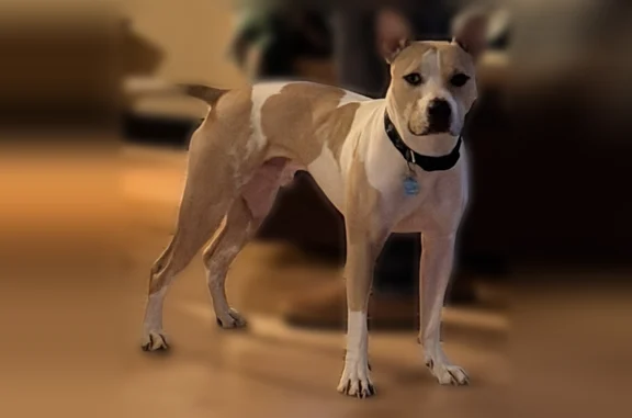 Lost dog, Heekin Road, 819, Heekin, Williamstown - male with a lazy eye - photo