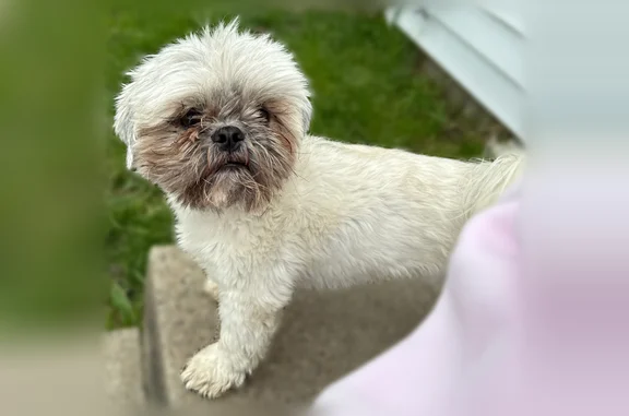 Lost dog, male, Benson Avenue, 3246, Brandon, Waterloo — white coat with black on face and ears - photo