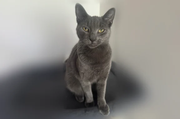Lost cat, Canyon Drive, 106, East Stroudsburg - male, all gray, yellow eyes - photo