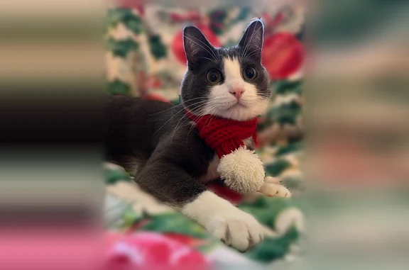 Lost pets Grand Junction, photo: Lost cat, Hemlock Court, 2663, Grand Junction - male, green eyes