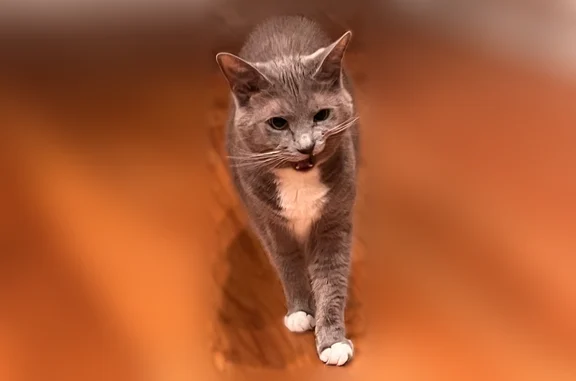 Lost pets Port Monmouth, photo: Lost cat, Flora Drive, Holmdel, Port Monmouth - female, grey with white paws and bib
