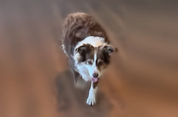 Lost dog, US Highway 75, Van Alstyne - brown and white - photo