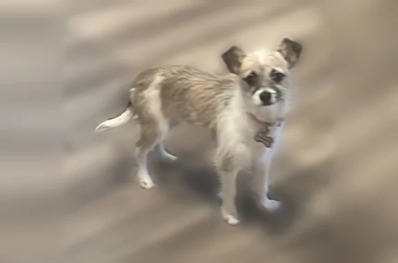 Lost pets Austin, photo: Lost dog, Fairbridge Lane, 17701, Manor, Austin - female chihuahua apple head, small, brown spots