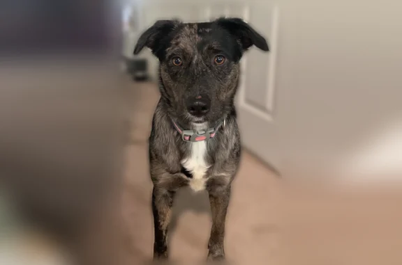 Lost pets Cranston, photo: Lost dog, Central Avenue, Johnston, Cranston - female Australian Shepherd/Lab mix with white chest patch