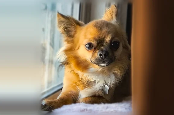 Lost pets Queens, photo: Lost dog, 62nd Road, 87-25, Queens - male, light brown, white chest