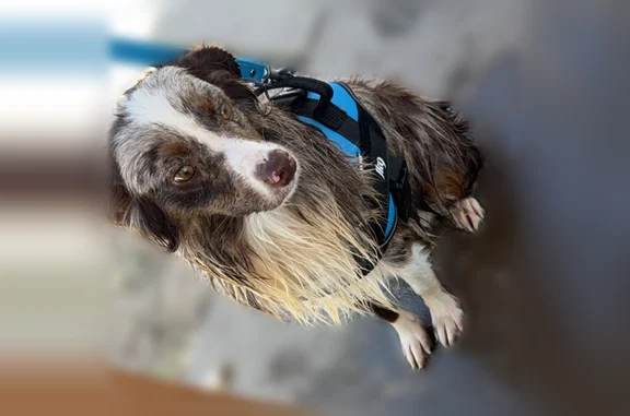 Lost dog, Glen Rose, Texas, Glen Rose - male, red Merle toy Aussie, shy - photo