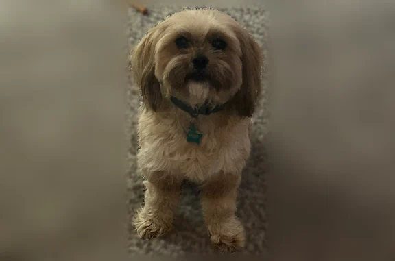 Lost pets Nashville, photo: Lost dog, 15th Avenue North, 1806, Nashville - male, friendly, microchipped