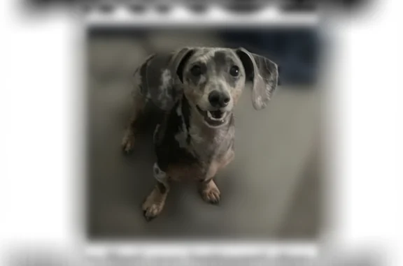 Lost dog, Jack Wright Island Road, 6365, St. Augustine — male, blue dapple dachshund - photo