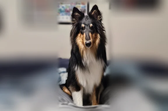 Lost dog, Seasons Circle, 25, Fletcher - male tri color collie - photo