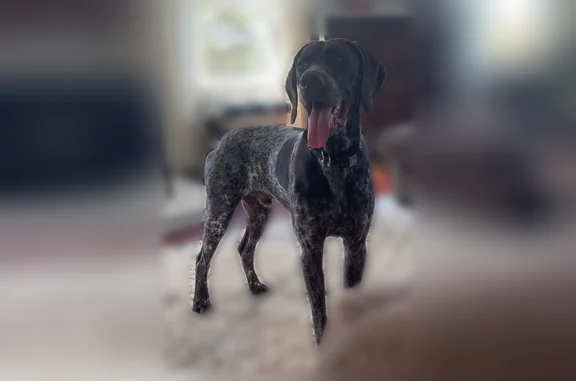 Lost dog, Cowan Road, 733, Locke, Bellerose — male - photo