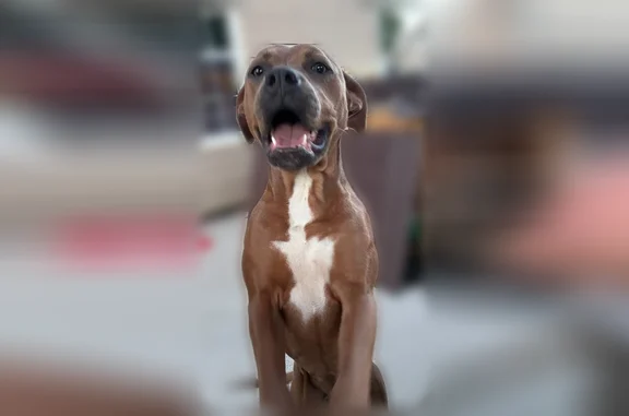 Lost dog, Bob Gray Road, Nashville - female, white chest, green collar - photo