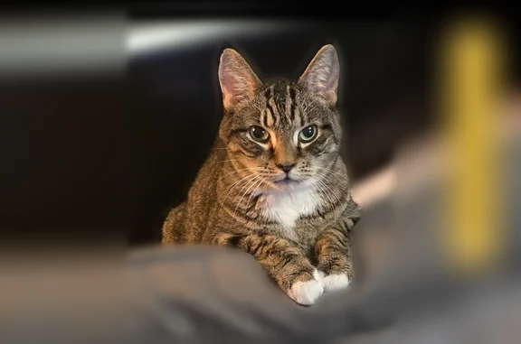 Lost pets Belleville, photo: Lost cat, Hill Street, 11, Belleville - male tabby with white paws