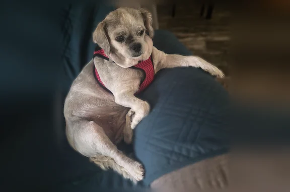 Lost dog, Trading Post Street, 2106, Fort Lupton - white shih-tzu mix in pink harness - photo